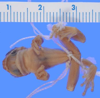 Media type: image; Herpetology A-44656
